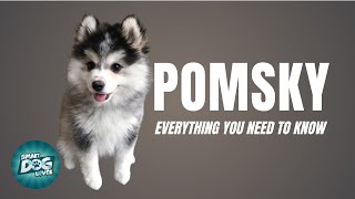 Pomsky Dog Breed Guide  Dogs 101  Pomeranian Husky Mix [upl. by Yllek]