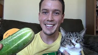 Why Are Cats Terrified of Cucumbers [upl. by Mallis656]