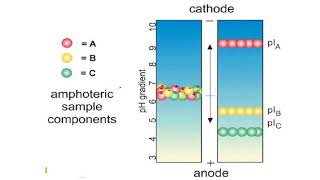 Isoelectric focusing gels II Protein Electrophoresis [upl. by Eintrok494]