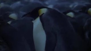 Emperor Penguins in Antarctica  BBC Planet Earth  BBC Studios [upl. by Yentiw]