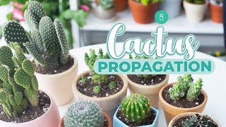 HOW TO PROPAGATE CACTUS EASY amp FAST [upl. by Idnahs438]