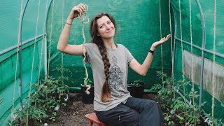 Polytunnel Set Up  Planting tomatoes  string supports  companion plants [upl. by Narmak]