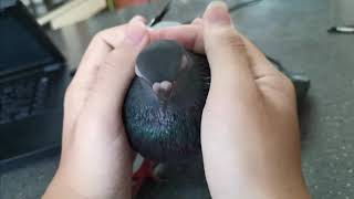 Friendly Pigeon Bird Pet [upl. by Alanson]