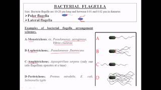 Types of flagella [upl. by Nepil20]