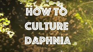 How To Culture Daphnia Magna [upl. by Ijuy]