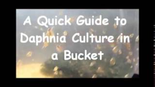 How to culture daphnia outside [upl. by Anegue]