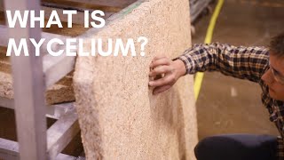 What is Mushroom Mycelium amp Why Its Properties Make It A Sustainable Material Across All Industries [upl. by Leber]