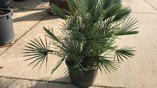 Chamaerops humilis ‘Cerifera’ [upl. by Virgilia]