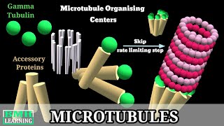 Microtubules  Microtubule Structure amp Function  Microtubules Assembly Microtubule Polymerisation [upl. by Akiemahs492]