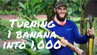 HOW TO PROPAGATE BANANAS Digging Up Pups For Future Plants [upl. by Brosine]