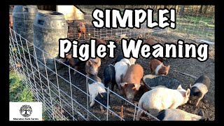 Piglet Weaning  Simple and EASY Process [upl. by Spragens20]