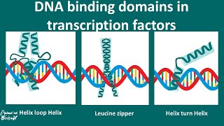 DNA Binding motifs overview [upl. by Aurlie651]