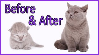 ✔️ Learn How Baby Kittens Grow 010 Weeks British Shorthair Lilac Kitten Compilation [upl. by Nolos409]