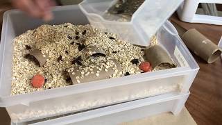 Making a simple mealworm farm [upl. by Symer]