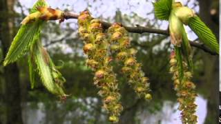 Hornbeam  Carpinus betulus [upl. by Ablasor]