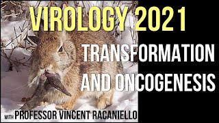 Virology Lectures 2021 18  Transformation and Oncogenesis [upl. by Janine921]