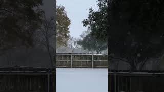 Historic snowfall Youngsville Louisiana 12125 [upl. by Madel]