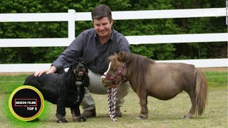 5 Smallest Horse in the World 5 Smallest Horse Breeds [upl. by Ludovico350]