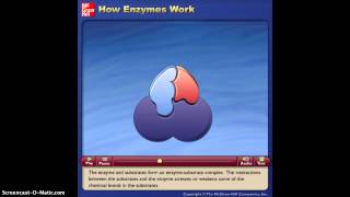 How Enzymes Work Animation [upl. by Nnaillij]