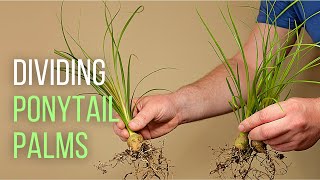 Splitting up Ponytail palm babies [upl. by Nasar]