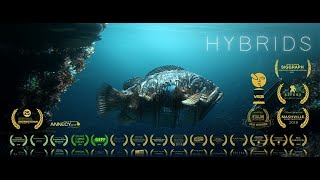 HYBRIDS  FILM [upl. by Avle120]