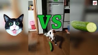 Cats vs Cucumbers Compilation [upl. by Kielty]