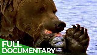 Majestic Bears of Alaska amp British Columbia  Free Documentary Nature [upl. by Legin]