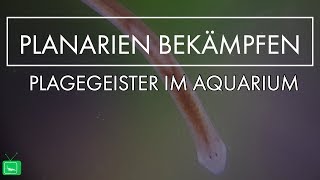 Plagegeister im Aquarium  Planarien Wie bekämpfe ich Sie  LEICHT ERKLÄRT  GarnelenTv [upl. by Neelsaj]