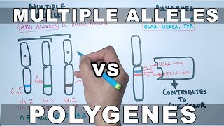 Multiple Alleles and Polygenes [upl. by Yssim92]