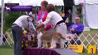 Grand Basset Griffon Vendeens  Breed Judging 2021 [upl. by Oisacin]