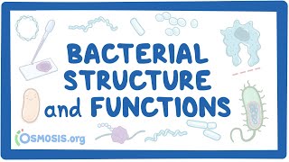 Bacterial Structure and Functions [upl. by Depoliti962]