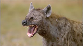 Wild Life  Spotted Hyenas Documentary 2020 Full HD 1080p [upl. by Tenej]