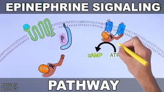 Epinephrine Signaling Pathway [upl. by Lucrece304]