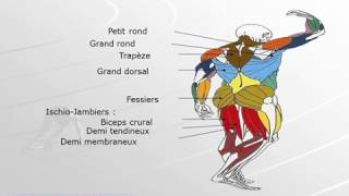 Les Principaux Muscles du Corps Humain Mouvements de Musculation Associés TUTO [upl. by Sulakcin]