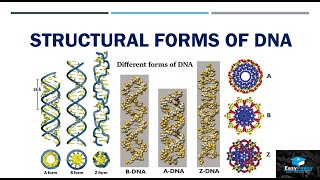 Structural Forms Of DNA [upl. by Atinej299]