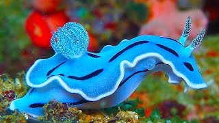 19 INCREDIBLY Colorful Sea Creatures [upl. by Elyagiba]