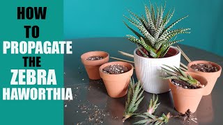 ZEBRA HAWORTHIA PROPAGATION  How to propagate The Zebra Haworthia pups [upl. by Siskind981]