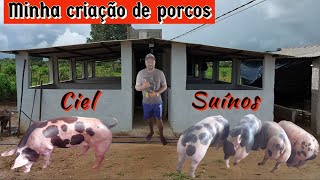 MINHA CRIAÇÃO DE PORCOS SUÍNOS 2021  CIEL SUÍNOS [upl. by Htabazile]