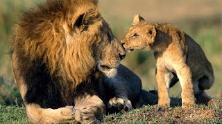 Africa Lions Documentary on the Lions of South Africas Kruger National Park [upl. by Stefa21]