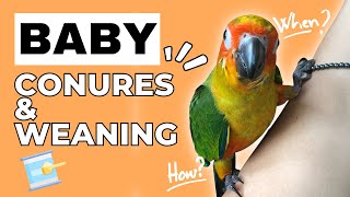 Weaning Baby Birds  Answering Common Questions About Raising a Baby Conure [upl. by Sedecrem566]