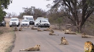 Largest Lion Pride Ever Blocking Road In Kruger Park [upl. by Elianora]