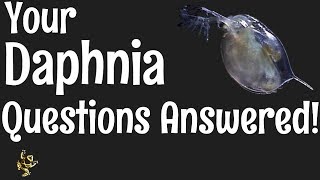 Daphnia Questions Answered [upl. by Adnoral]