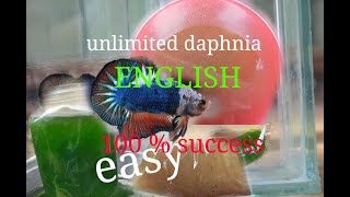 daphnia moina culture Easy way Unlimited production English  with sub Green water Chlorella [upl. by Eciened817]