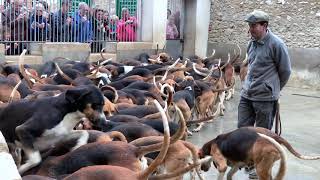 Feeding the Hounds at Frances Châteaux Cheverny [upl. by Steinberg]