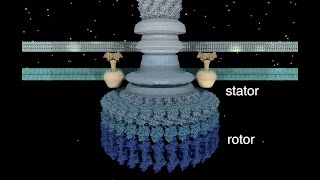 The Bacterial Flagellar Motor [upl. by Ellora708]