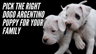 PICK THE RIGHT DOGO ARGENTINO PUPPY  AN IN DEPTH GUIDE [upl. by Netnert938]