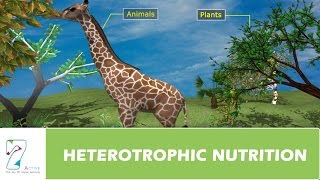 HETEROTROPHIC NUTRITION [upl. by Mufi]