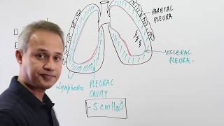 Overview of The Pleural Cavity [upl. by Leissam723]