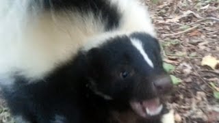 Vicious Skunk Attack [upl. by Donoghue]