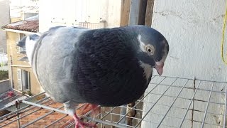 Pigeon singing 2 [upl. by Deth]